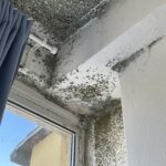 Stěna napadená plísní