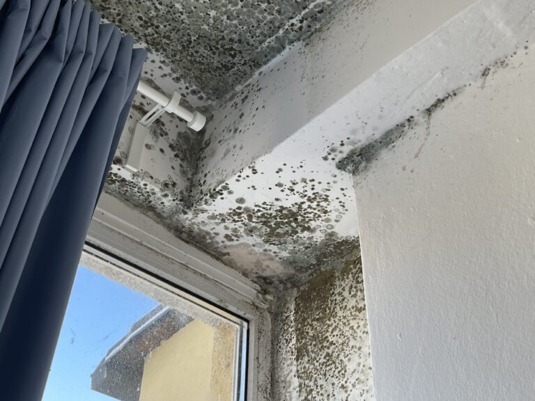 Stěna napadená plísní