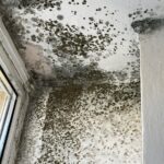 plíseň v rohu okna