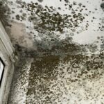 Plíseň v rohu okna